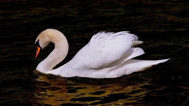 Les avantages des adoucisseurs d'eau pour votre plomberie à Paris
